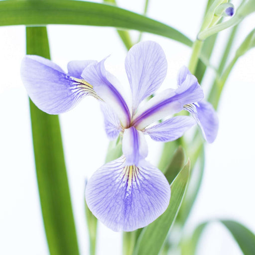iris versicolor light blue marginal pond plants mp0a