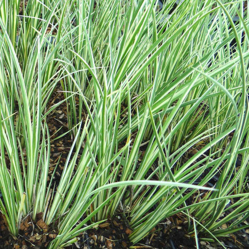 acorus gramineus argenteostriatus marginal pond plants pond plants water plants mp003a