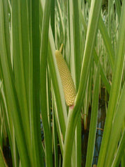 acorus calamus sweet flag marginal pond plants mp001