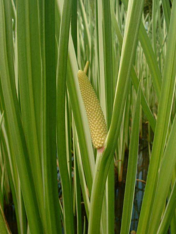 acorus calamus sweet flag marginal pond plants mp001