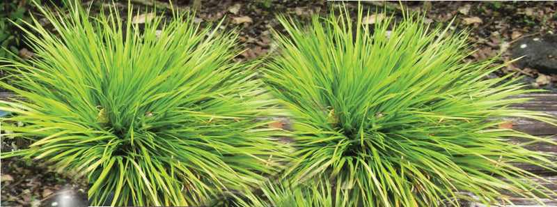 acorus gramineus pusillus marginal pond plants mp005