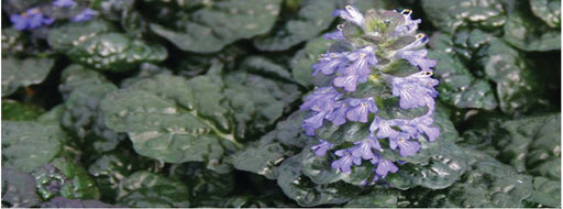 ajuga pyramidalis metallica crispa marginal pond plants bp002