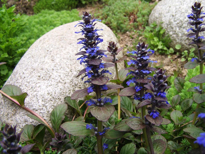 ajuga reptans burgundy glow marginal pond plants bp003
