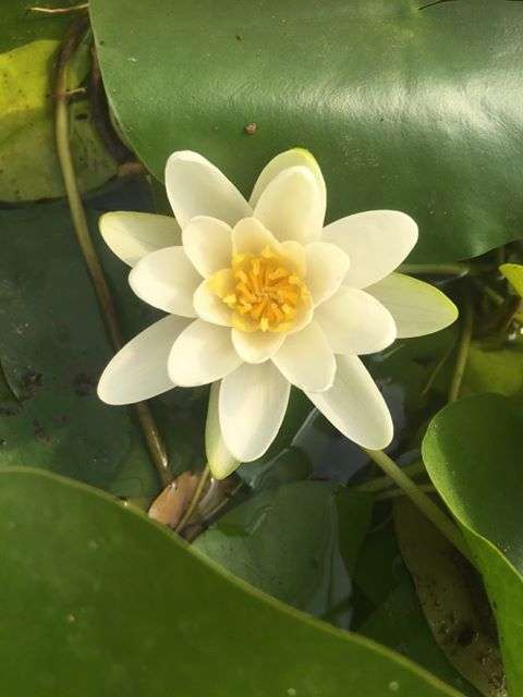 Nymphaea 'Albatross'