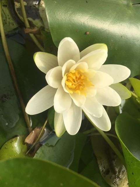 Nymphaea 'Albatross'