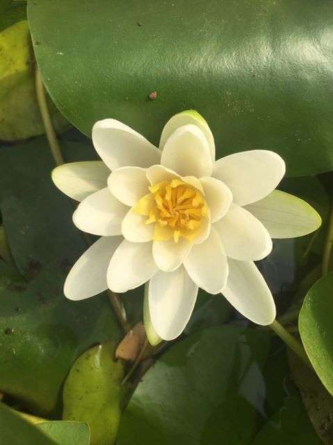 Nymphaea 'Albatross'