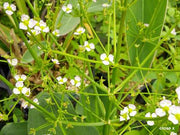 alisma parviflorum american plantain marginal pond plants mp007