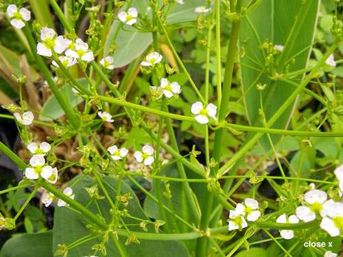 alisma parviflorum american plantain marginal pond plants mp007