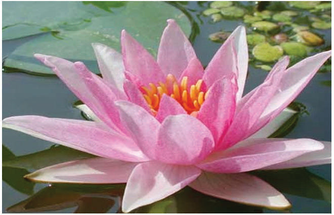 Nymphaea 'Amabilis'