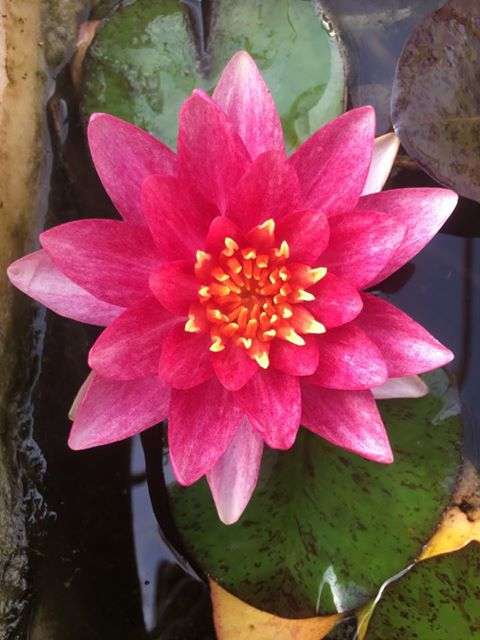 Nymphaea 'Andreana'