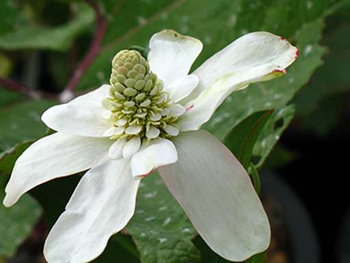 anemonopsis californica apache beads marginal pond plants mp009