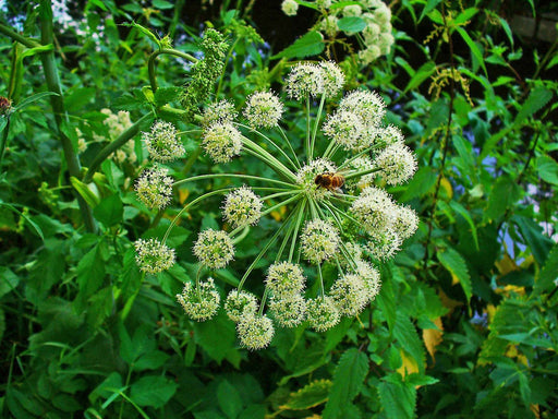 angelica archangelica marginal pond plants bp007