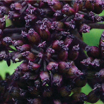 angelica gigas marginal pond plants bp008