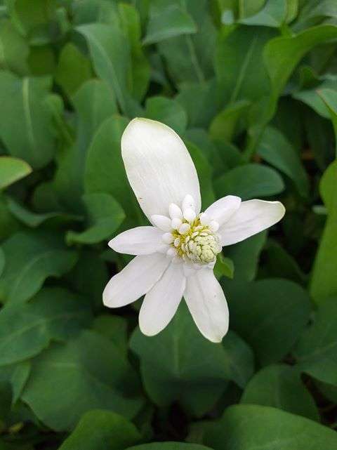 anemonopsis californica apache beads marginal pond plants mp009