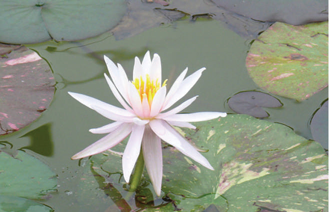 Nymphaea 'Arcenciel'