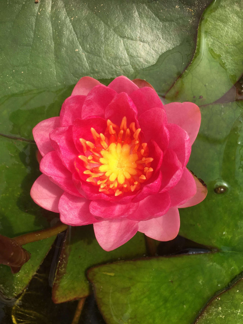 Nymphaea 'Arethusa'