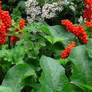 arum italicum marginal pond plants bp009