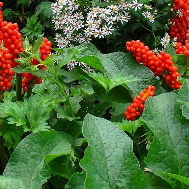 arum italicum marginal pond plants bp009