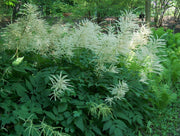 aruncus dioicus marginal pond plants bp010