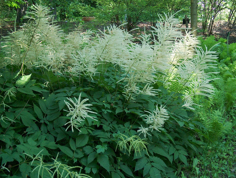 aruncus dioicus marginal pond plants bp010