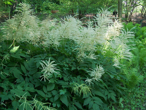 aruncus dioicus marginal pond plants bp010