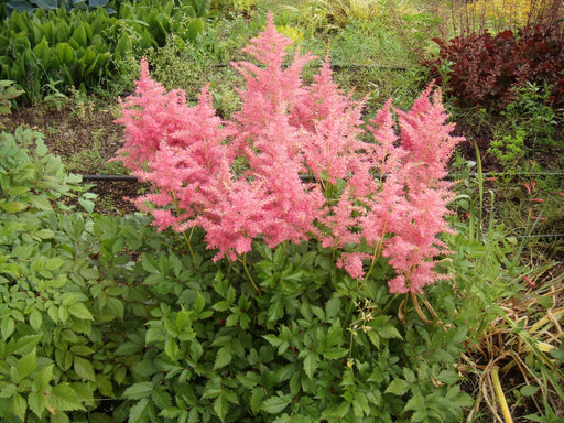 astilbe salmon pink strassenfeder marginal pond plants bp015a
