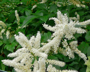 astilbe avalanche marginal pond plants bp012