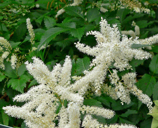 astilbe avalanche marginal pond plants bp012
