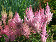 astilbe pink erika marginal pond plants bp013