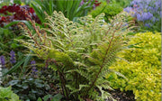 athyrium otophorum okanum marginal pond plants bp019