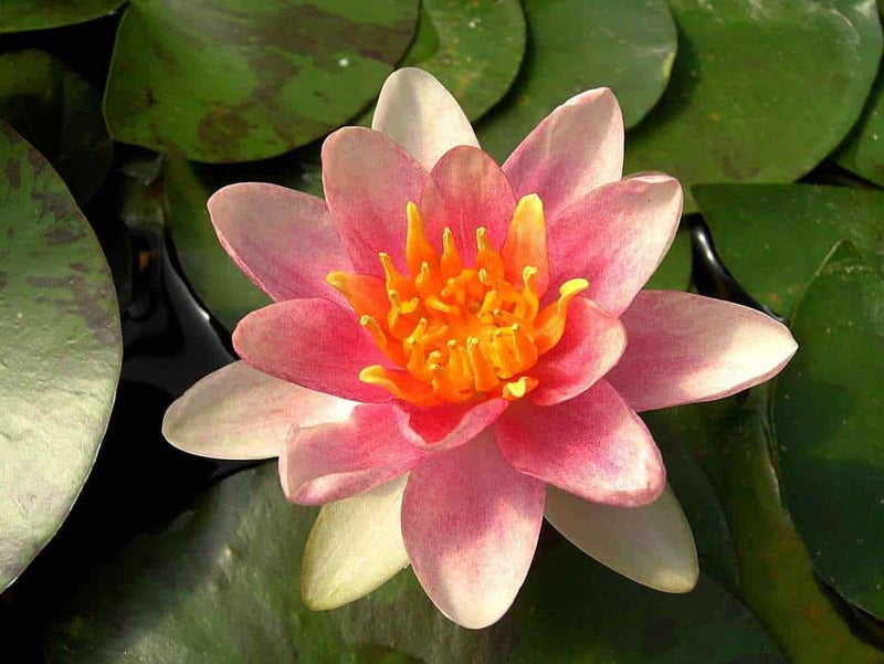 Nymphaea 'Aurora'