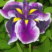 iris ensata crystal halo bp052a