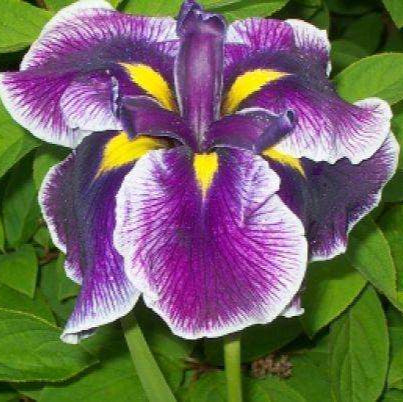Iris ensata 'Crystal Halo'