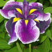 Iris ensata 'Crystal Halo'
