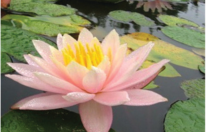 Nymphaea 'Barbara Dobbins'