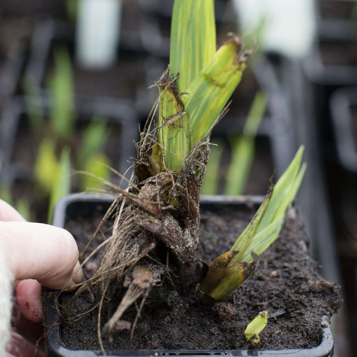 Iris pseudacorus 'Berlin Tiger'