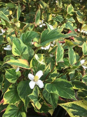 houttuynia cordata boo boo marginal pond plants mp043
