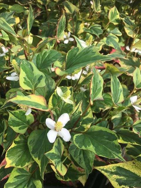 houttuynia cordata boo boo marginal pond plants mp043
