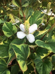 houttuynia cordata boo boo marginal pond plants mp043