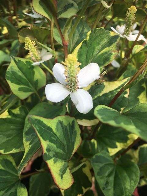 houttuynia cordata boo boo marginal pond plants mp043