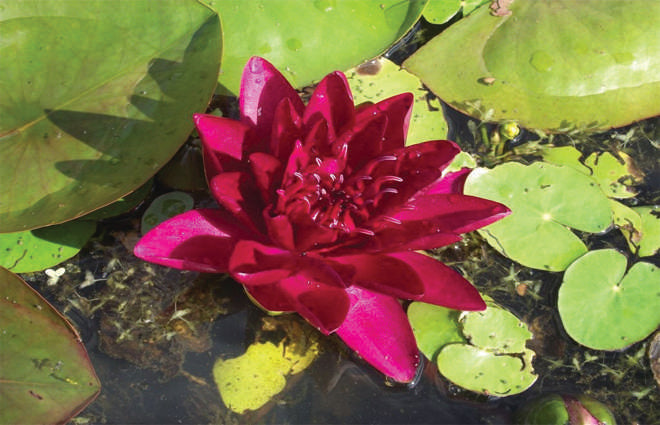 Nymphaea 'Burgundy Princess'