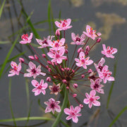 butomus umbellatus flowering rush mp011