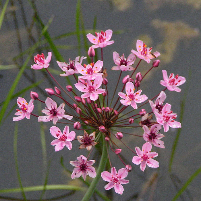 Butomus umbellatus (Flowering Rush)