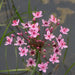 Butomus umbellatus (Flowering Rush)