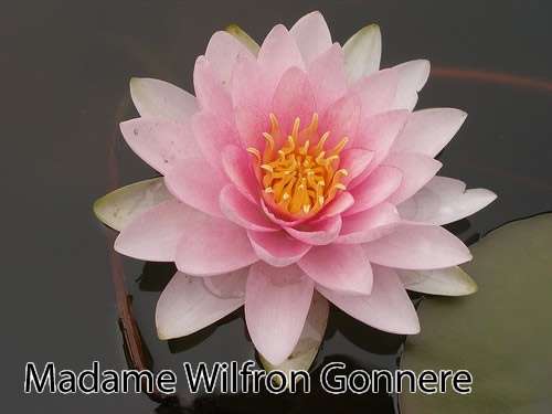 Nymphaea 'Madame Wilfon Gonnere'
