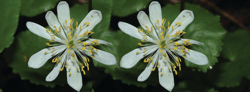 caltha palustris leptosepala marginal pond plants mp016