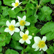 caltha palustris alba white marigold marginal pond plants mp015