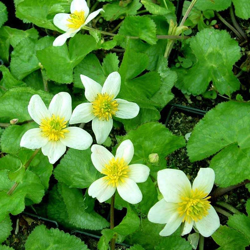 caltha palustris alba white marigold marginal pond plants mp015