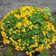 caltha palustris marsh marigold mp014