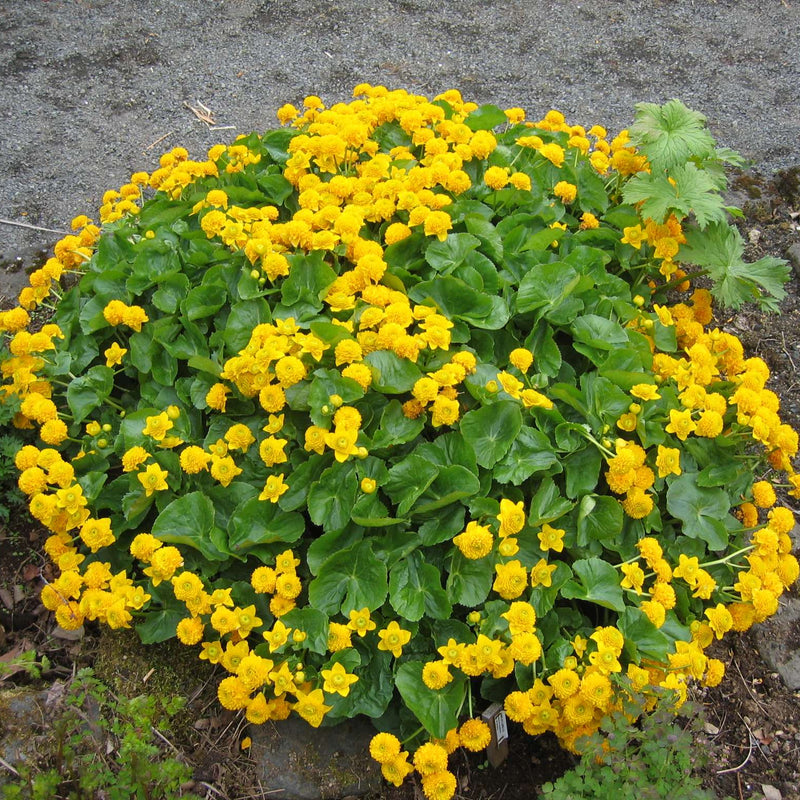 caltha palustris marsh marigold mp014